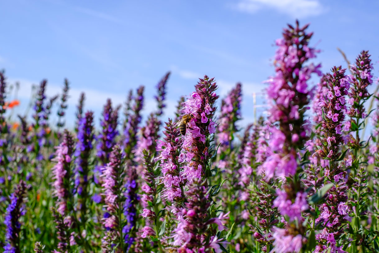 6 plantes aux armes tonnants | Dtente jardin