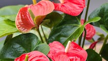 Anthurium : tropiques et couleurs dans votre intérieur
