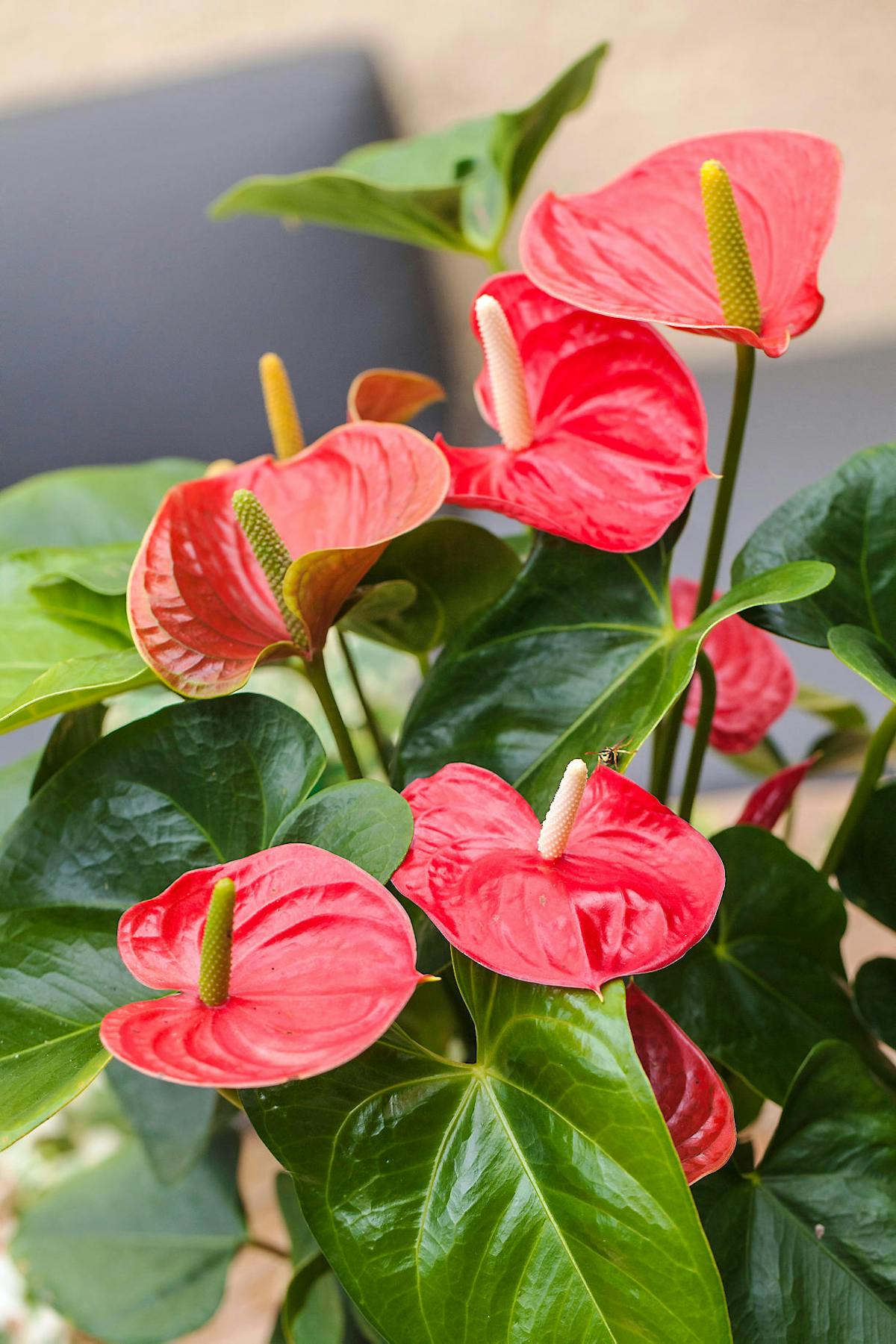 L'Anthurium L'Anthurium