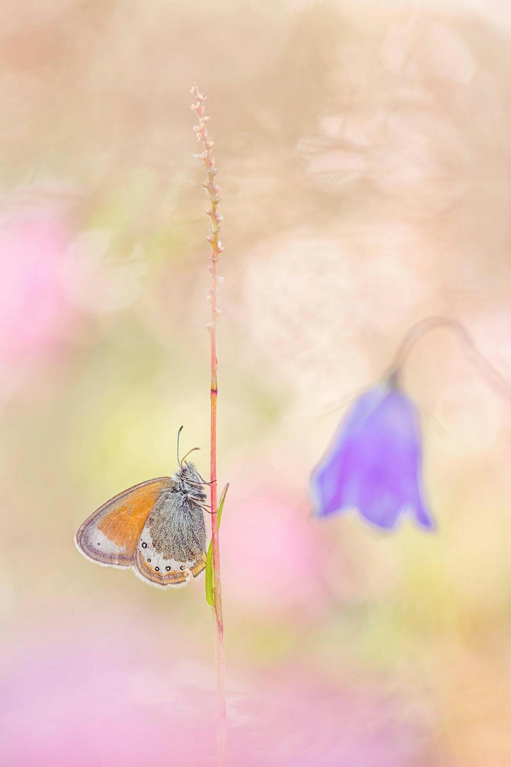 Papillon satyrion, Autriche