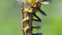 Les 8 plus belles photos des insectes du jardin (et autres petites bêtes)