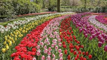 Où trouver le plus beau parc de tulipes près de chez vous ?