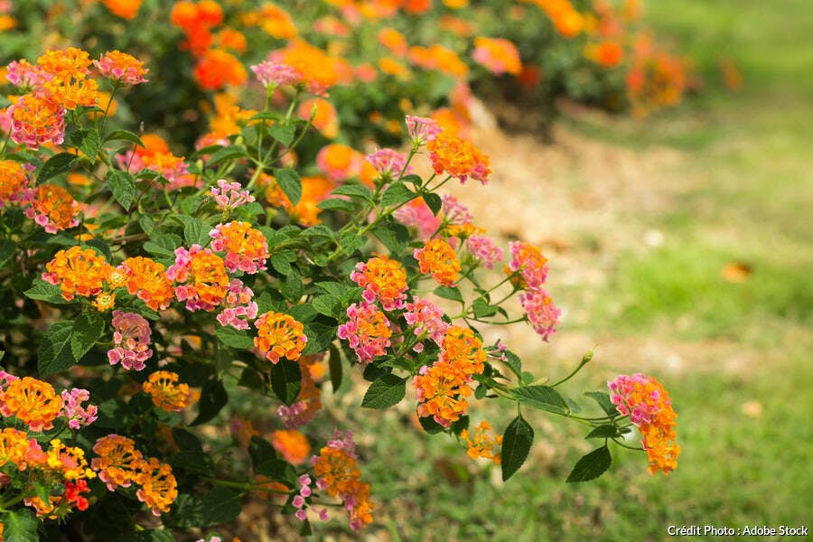 Lantana orange en bordure dans un jardin