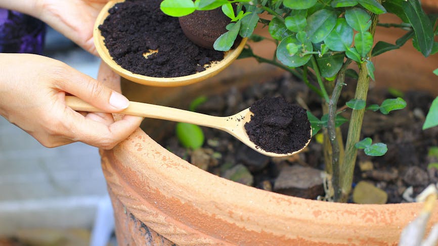 Marc de café dans pot avec plantes