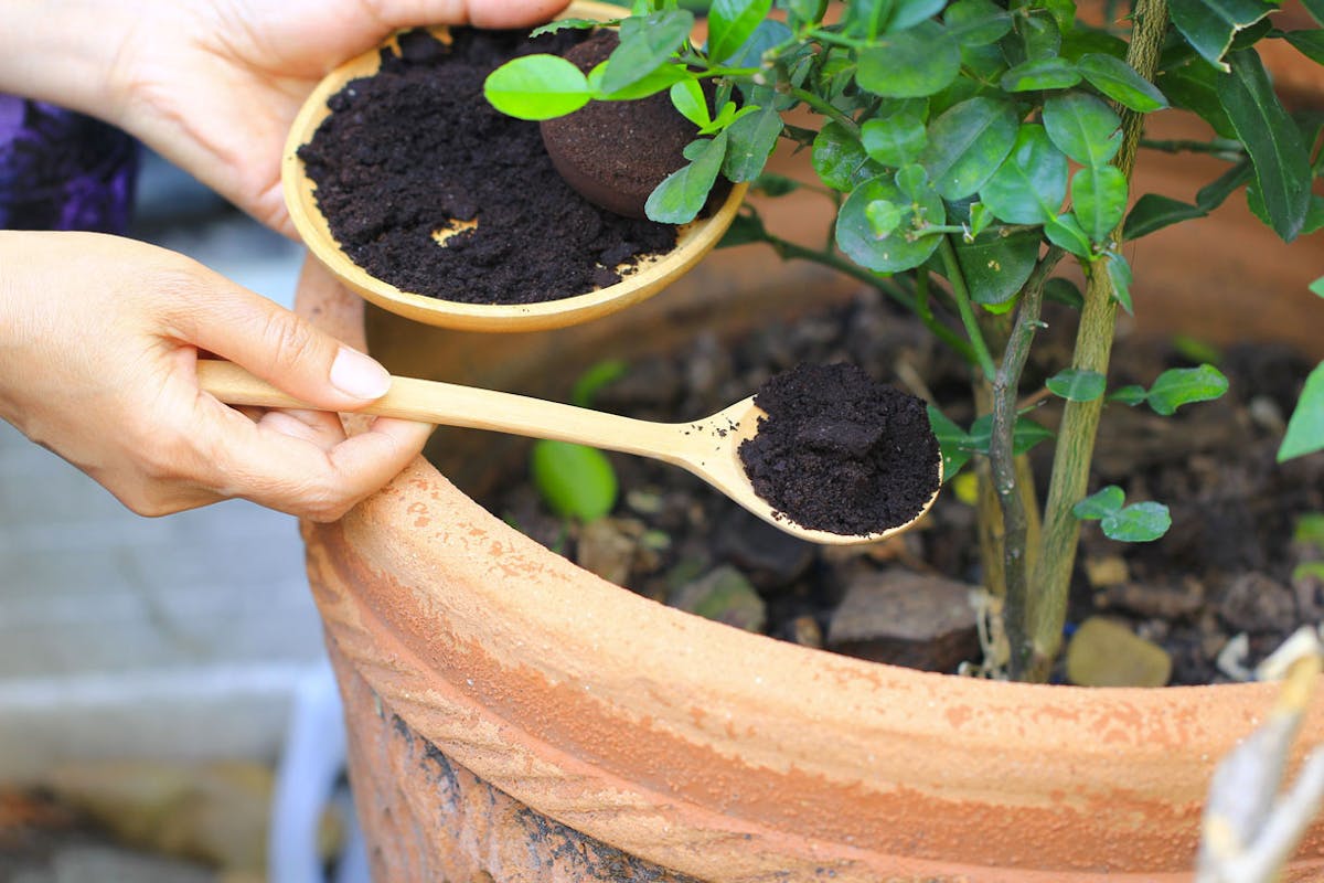 Recycler le marc de café pour faire pousser des champignons, même en ville