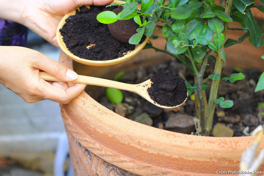 Marc de café dans pot avec plantes