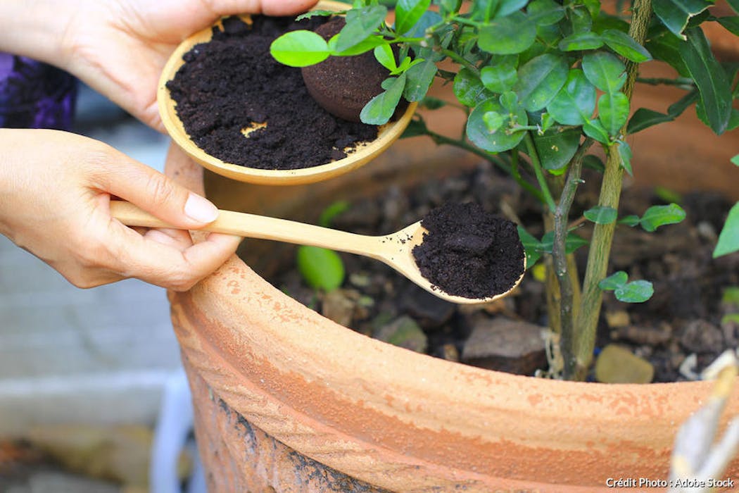 Cultiver les champignons dans le marc de café : comment faire ?
