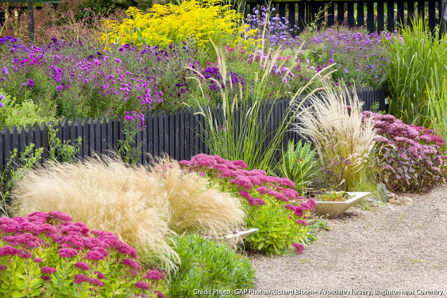 Un massif de graminées avec vivace (exemple facile) | Détente jardin
