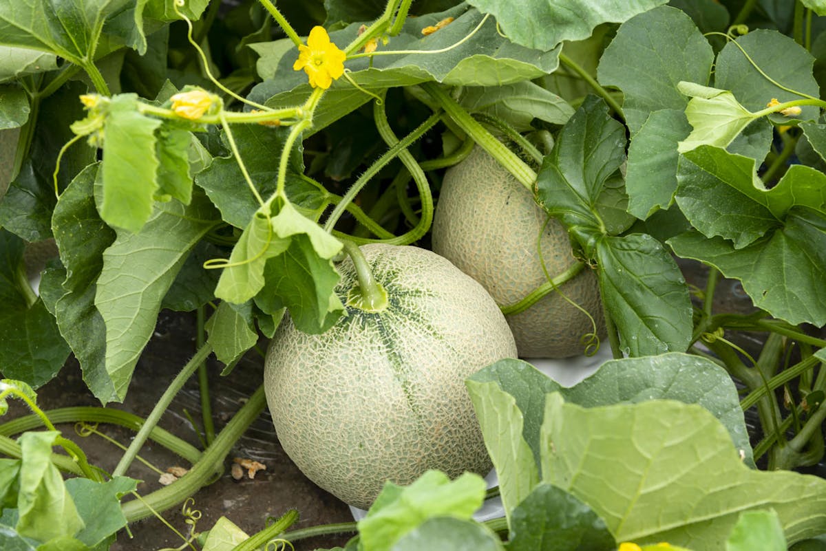 Planter les melons : quand et comment faire ses semis de melons ?