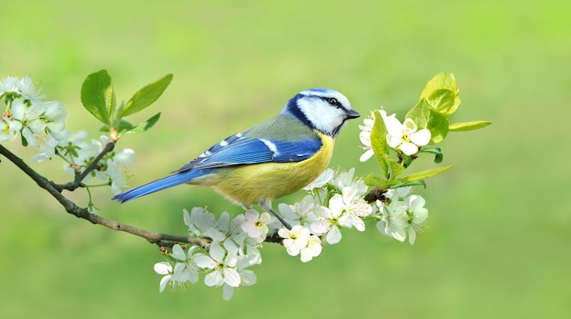 Participez au comptage des oiseaux du jardin