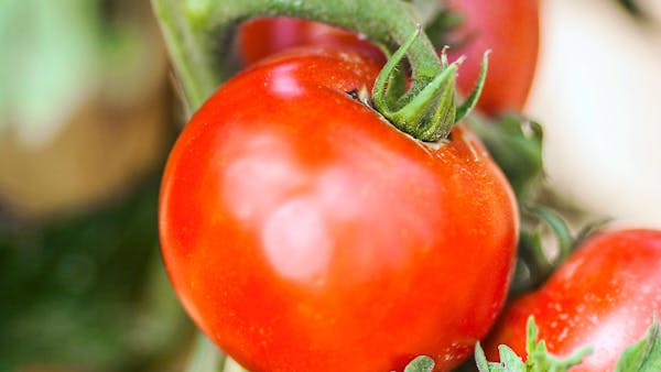 Comment cultiver des tomates sans eau