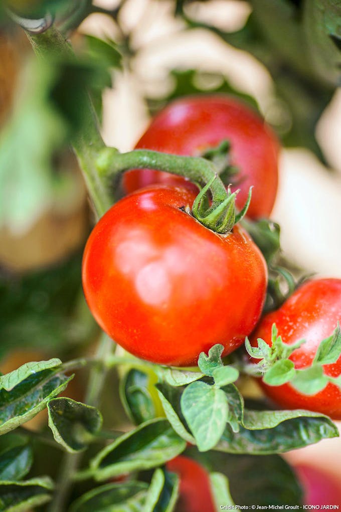 Entretien d'un plant de tomate