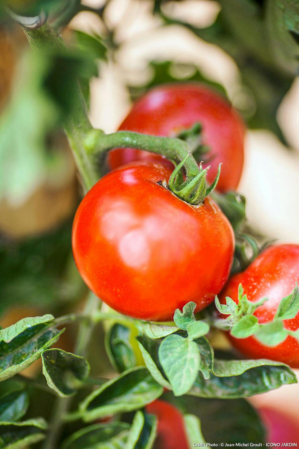 Tomate : culture, entretien et récolte