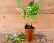 Pot de muguet avec des bris de muguet en fleurs