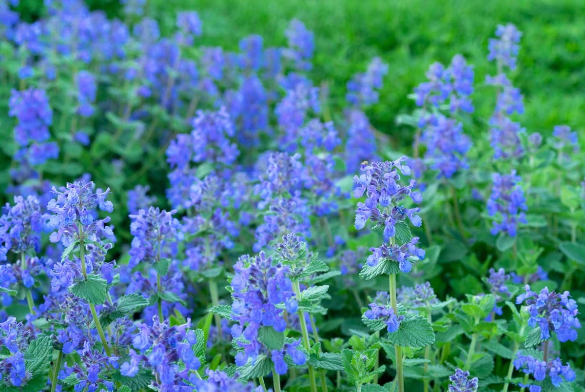 Népéta (Nepeta cataria), cataire ou herbe aux chats : plantation, culture,  entretien