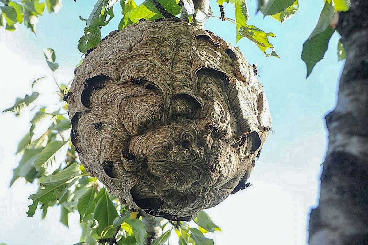 Que faire si un essaim d'abeilles s'installe au jardin?