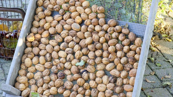 Récolter et conserver les noix