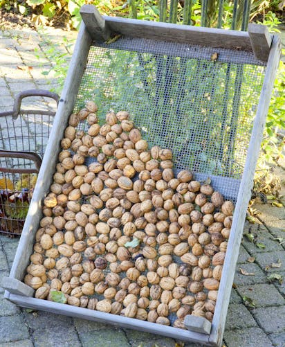 La noix se récolte à l'automne - Le potager de Versailles