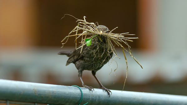 Aider les oiseaux du jardin à faire leur nid