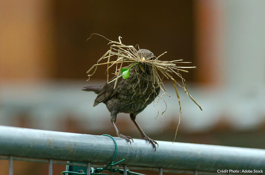 Aider les oiseaux du jardin à faire leur nid