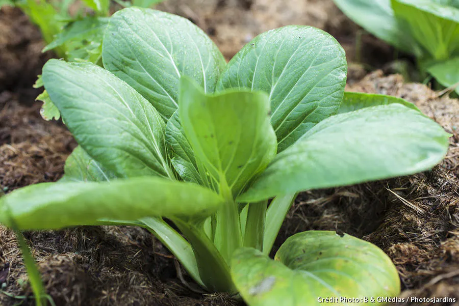 20 L gumes Qui Poussent L ombre Au Potager facilement D tente Jardin 20-l-gumes-qui-poussent-l-ombre-au-potager-facilement-d-tente-jardin