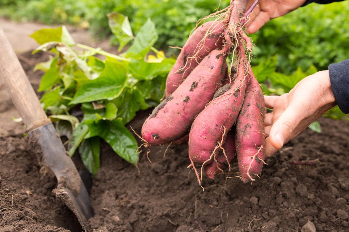 Culture patate douce ▷ Planter ⋆ Tuteurer ⋆ Récolter