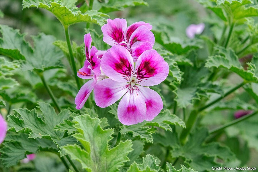 Pelargonium graveolens