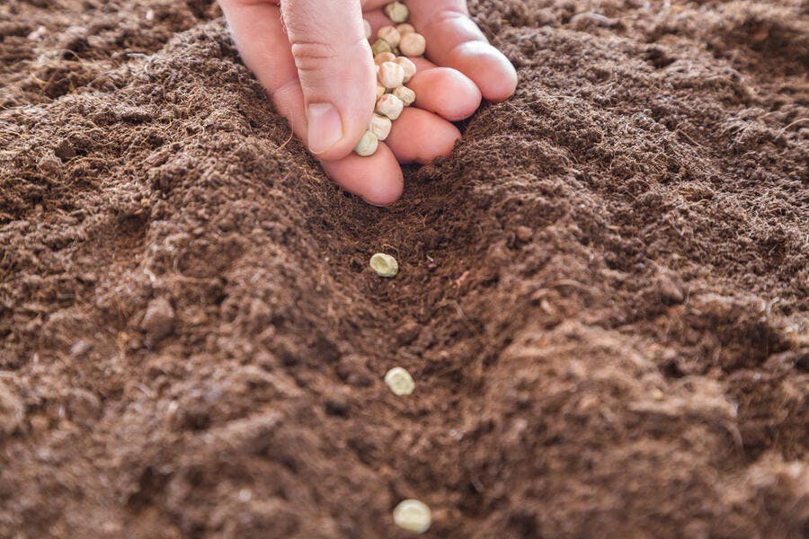 Quand Semer Les Petit Pois Avec La Lune