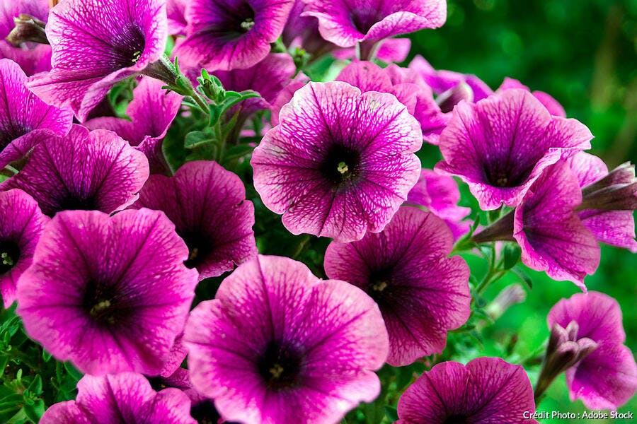 Pethunia Pétunias : fiche de culture | Détente jardin