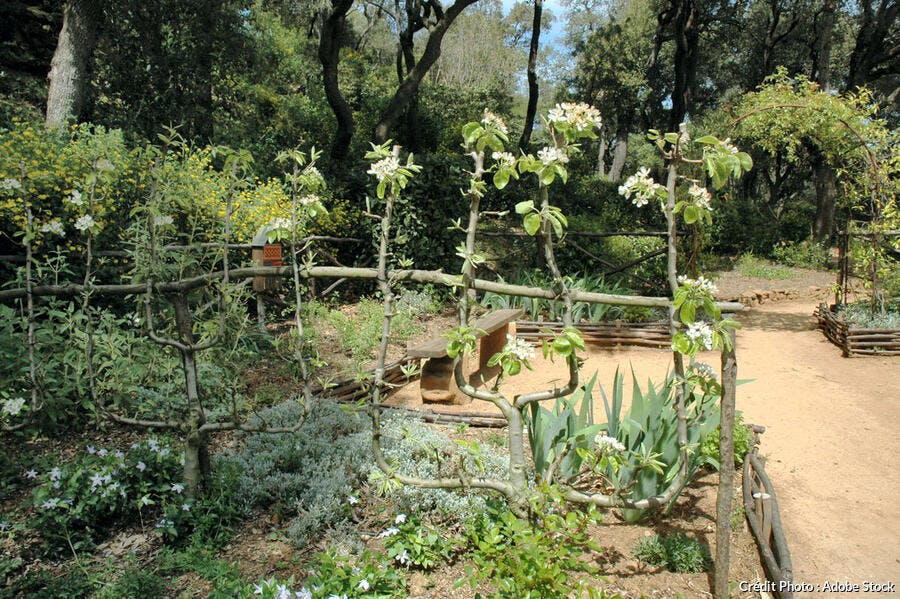 Palissage de poirier dans un jardin
