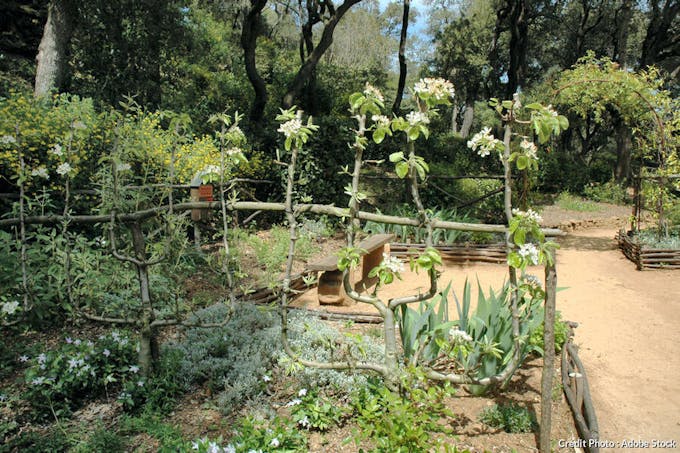 Palissage de poirier dans un jardin