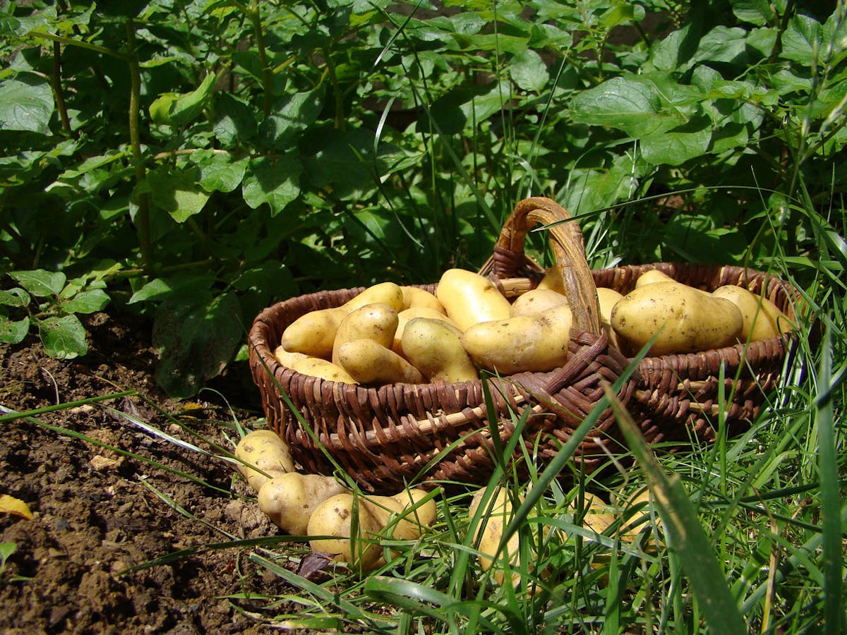 Pomme de terre Amandine : culture, plantation, récolte