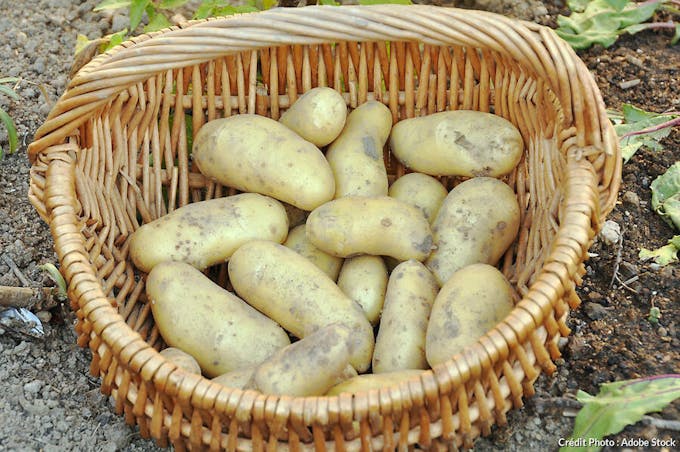 Pommes de terre Belle de Fontenay dans un panier