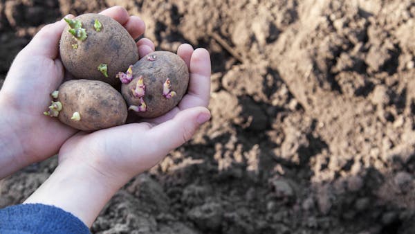 Cultiver la pomme de terre : plantation, germination et récolte