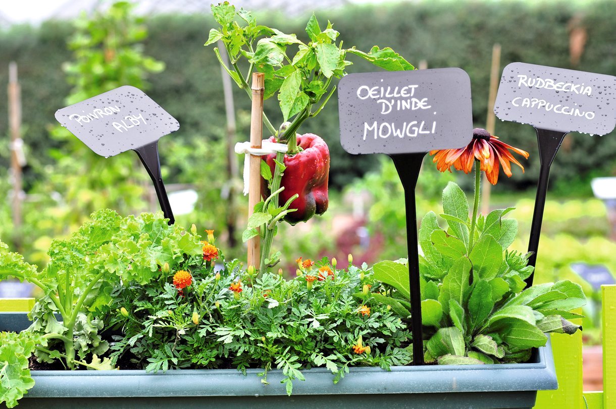 Fleur Capucine En Kit - Prêt à Pousser