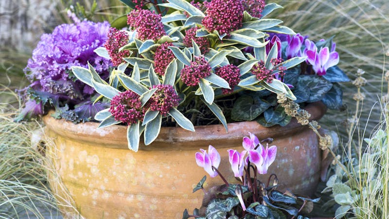 Plantes en pot pour égayer la terrasse en hiver