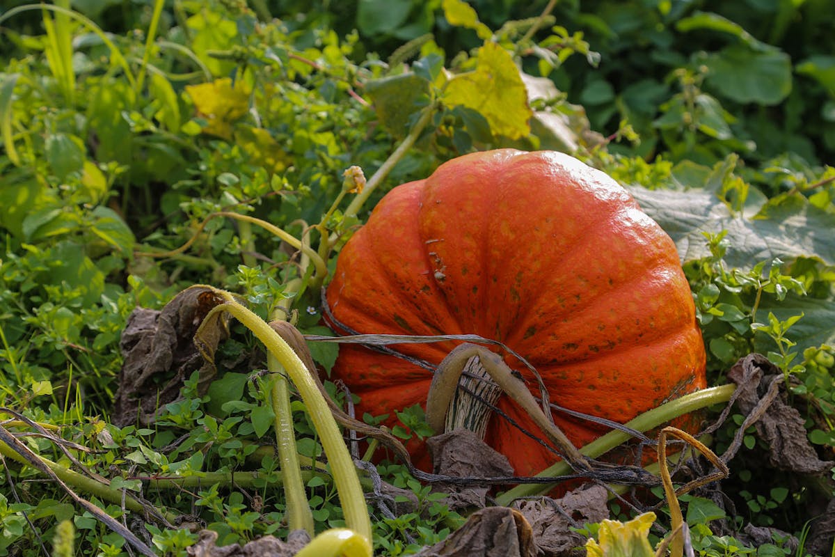 Halloween : gardez les graines de citrouille pour les oiseaux des jardins