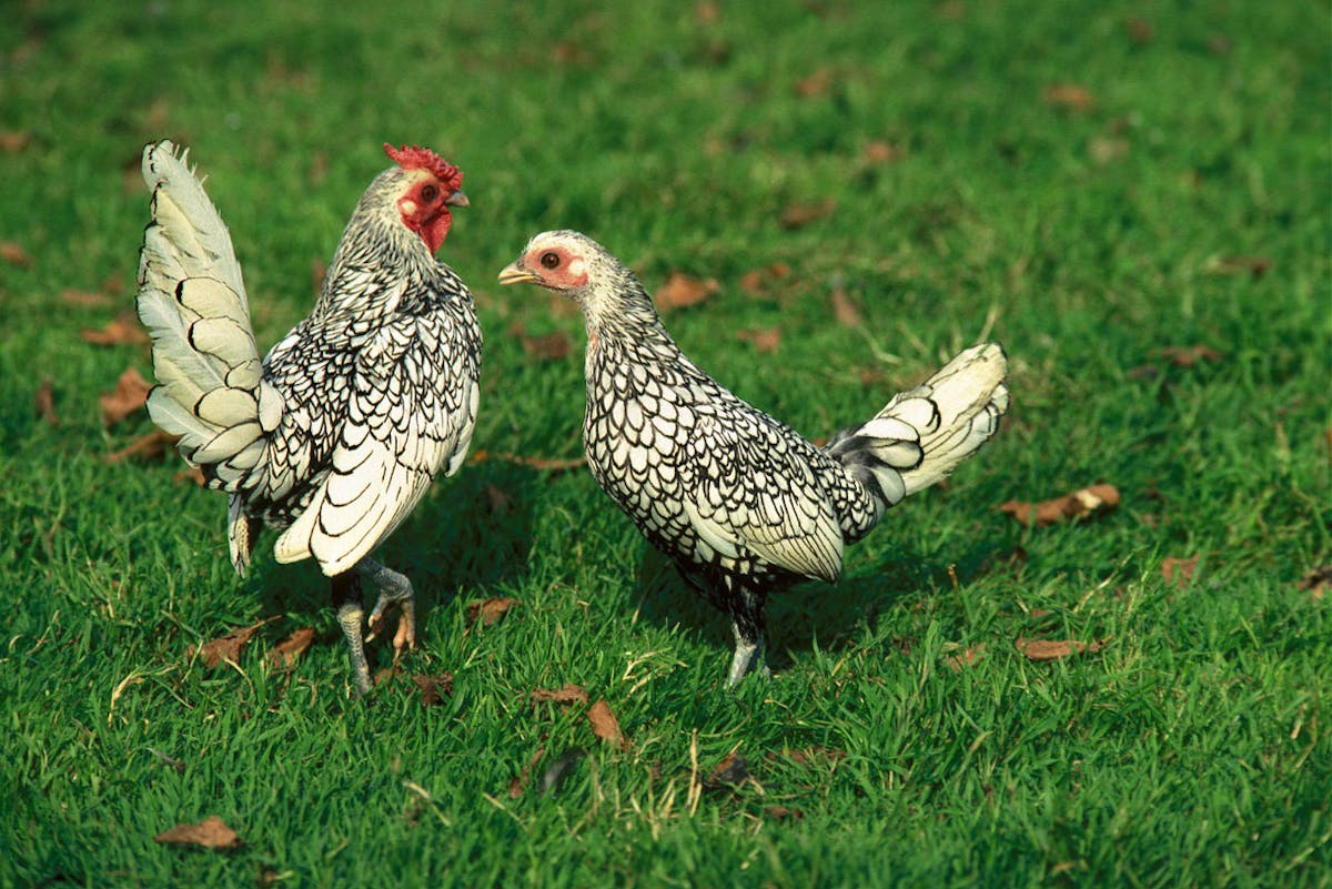 Poule Sebright : Ponte, Caractère, Prix, Habitat | Détente jardin