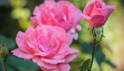 La culture des rosiers en 5 questions - réponses