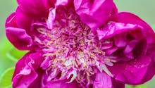 Rosiers pimprenelles et hybrides : des roses pour sol sableux !