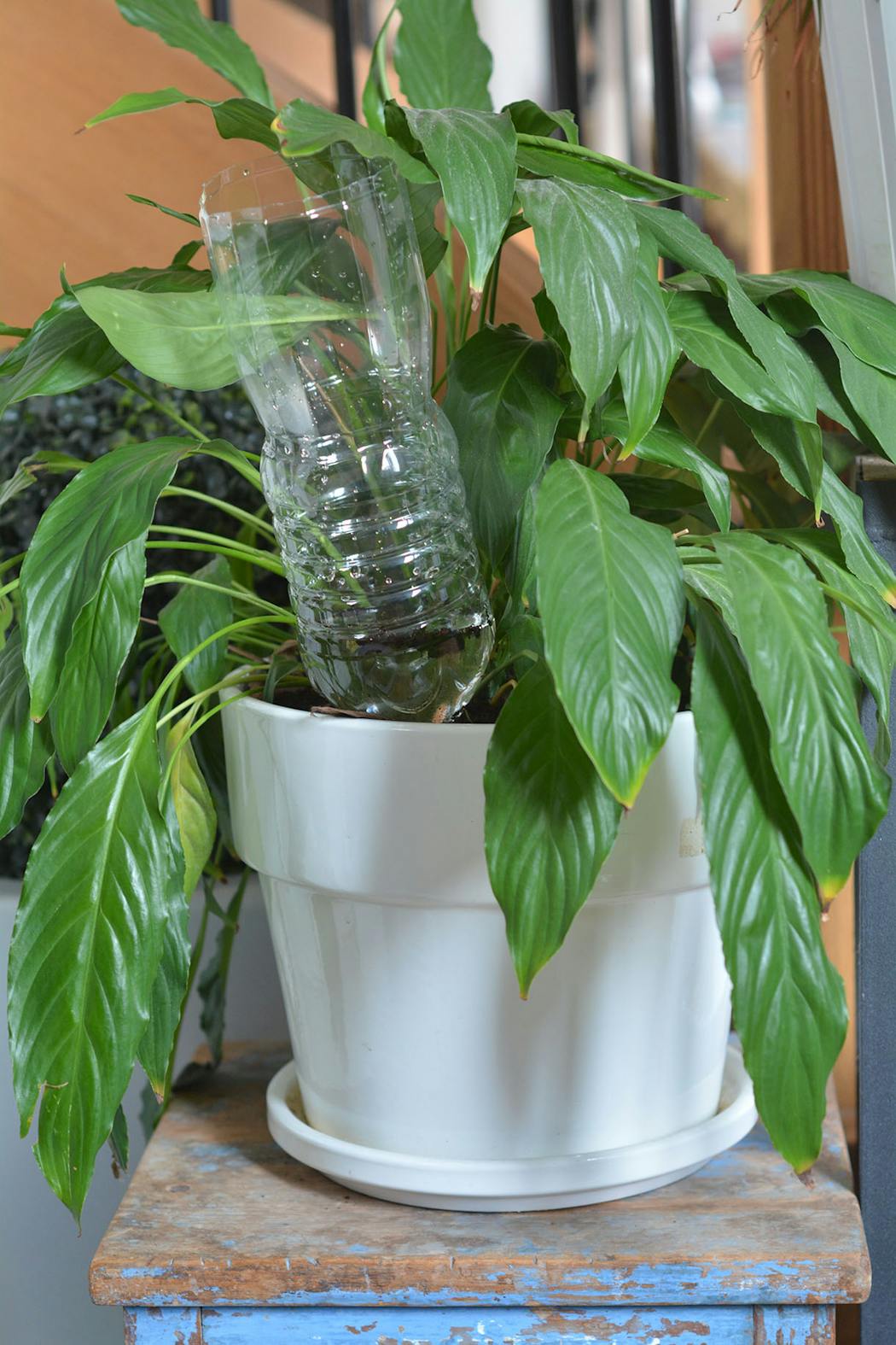 Arrosage plante d'intérieur avec bouteille renversée