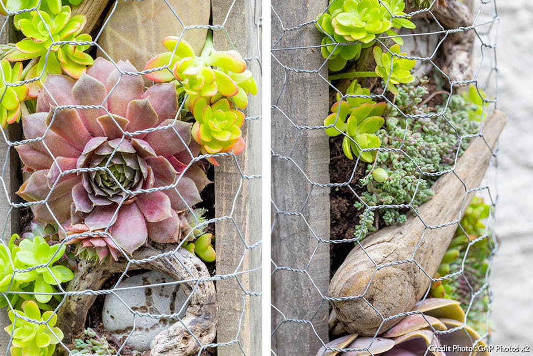 Comment créer un mur végétal en extérieur ?
