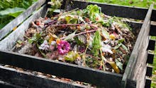 Compost : quelles plantes mettre ou ne pas mettre ?
