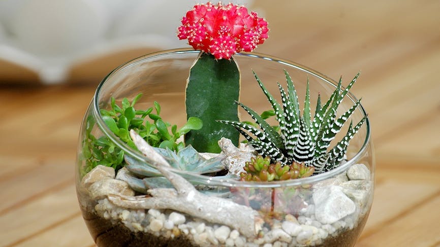 DIY : créer un terrarium avec des succulentes
