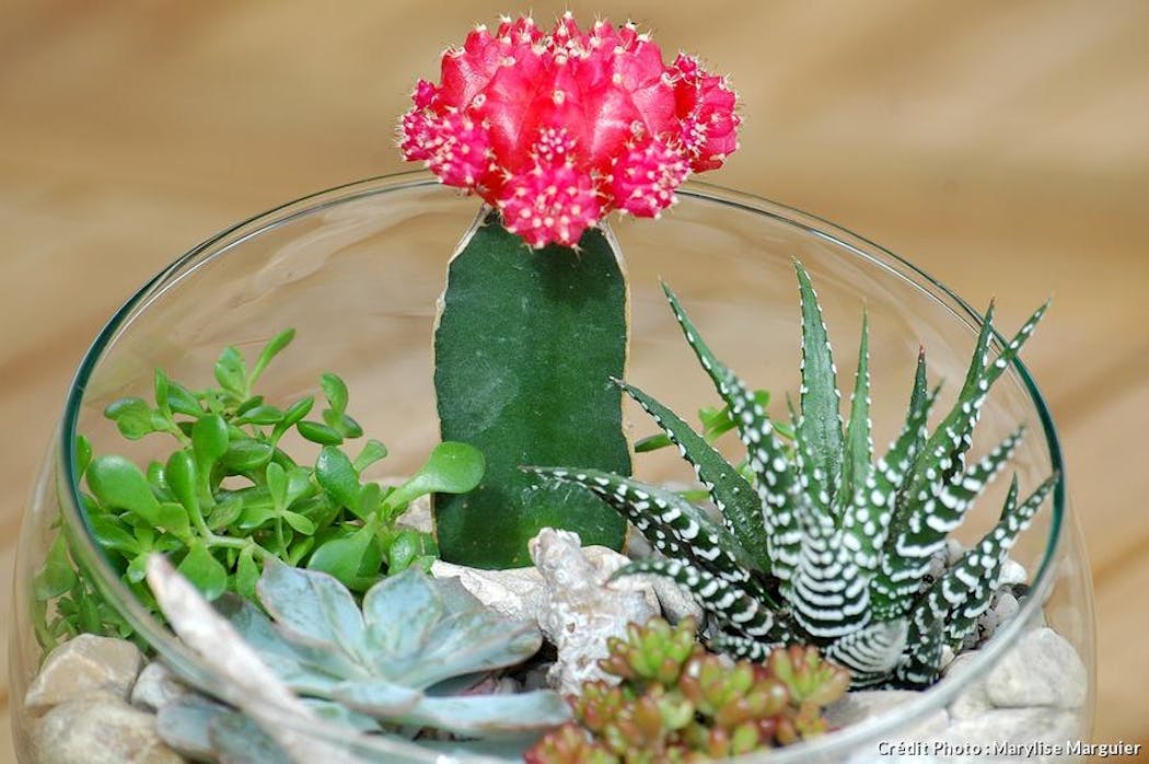 Plante de terrarium en pot avec succulentes cactus close up d'en
