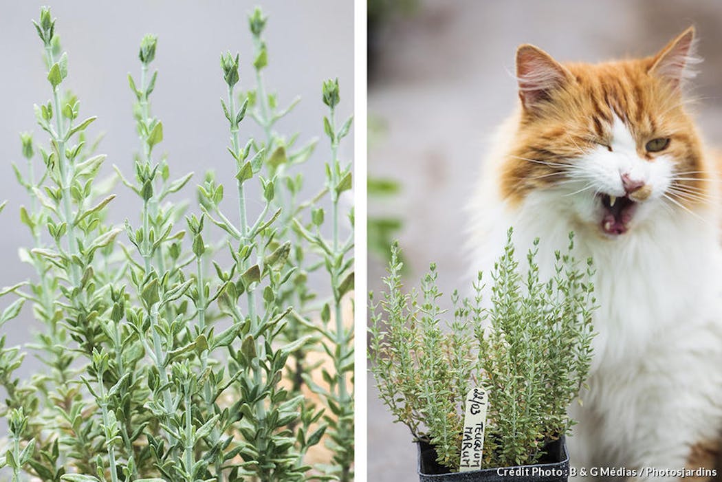 Herbe à chat - Gauthier fleurs et jardin