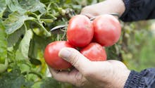 Tomate Pyros : culture, semis, avis