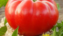 Tomate Supersteak : culture, semis, avis