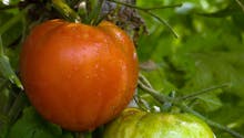 Tomate Marmande : culture, semis, avis