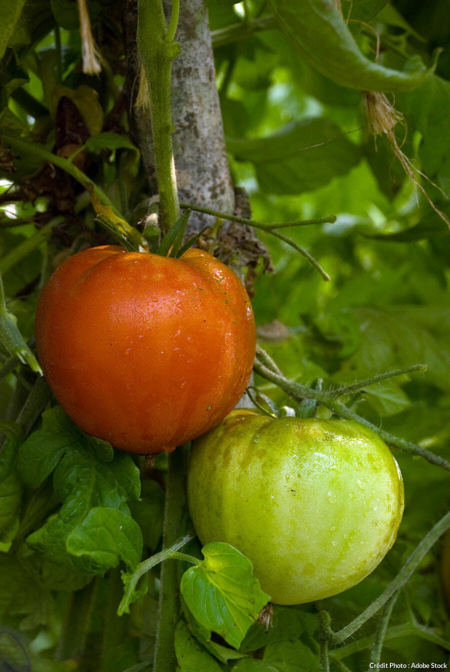 Tomate marmande